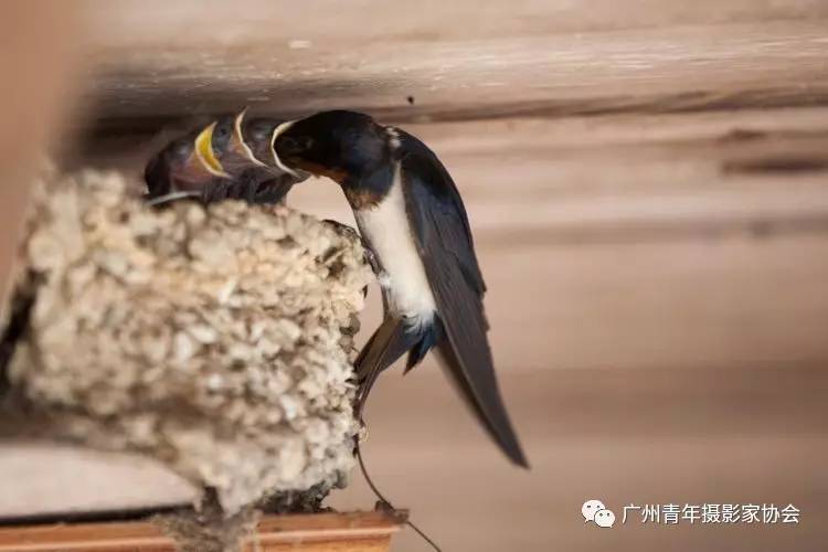 "这是描写燕子妈妈往来穿梭为哺育窝里的小燕子而觅食,担忧,辛劳,消瘦