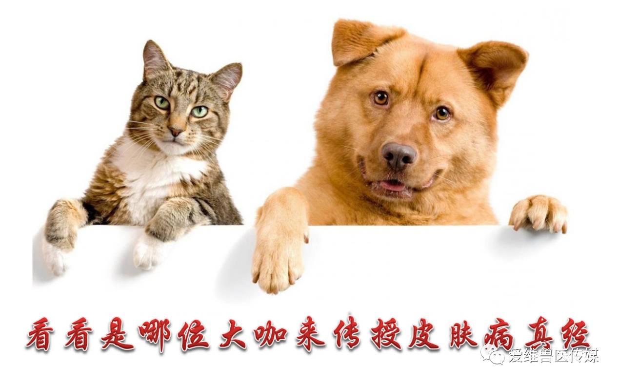 干货满满的《犬猫皮肤病实战技术》特训班来了,你约吗?