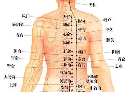 到主治肺部疾病的,主治心脏疾病的心俞穴,能宽胸理气的督俞穴以及理血