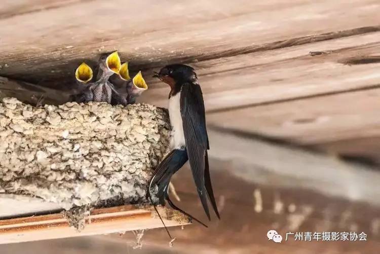 母亲节献礼燕子哺子