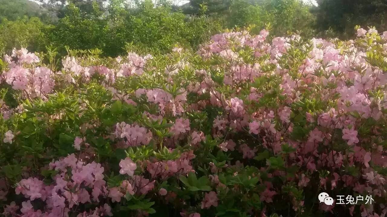 5月21日大石桥黄丫口赏杜鹃花登山休闲一日游