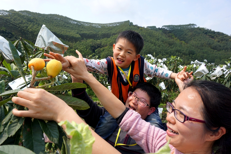 香甜入心-蜜语枇杷季—大阳山植物园,隆力奇小镇,枇杷采摘一日游