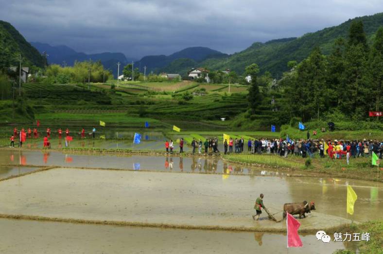 魅力五峰白岩坪百年关邀你来看它们的故事