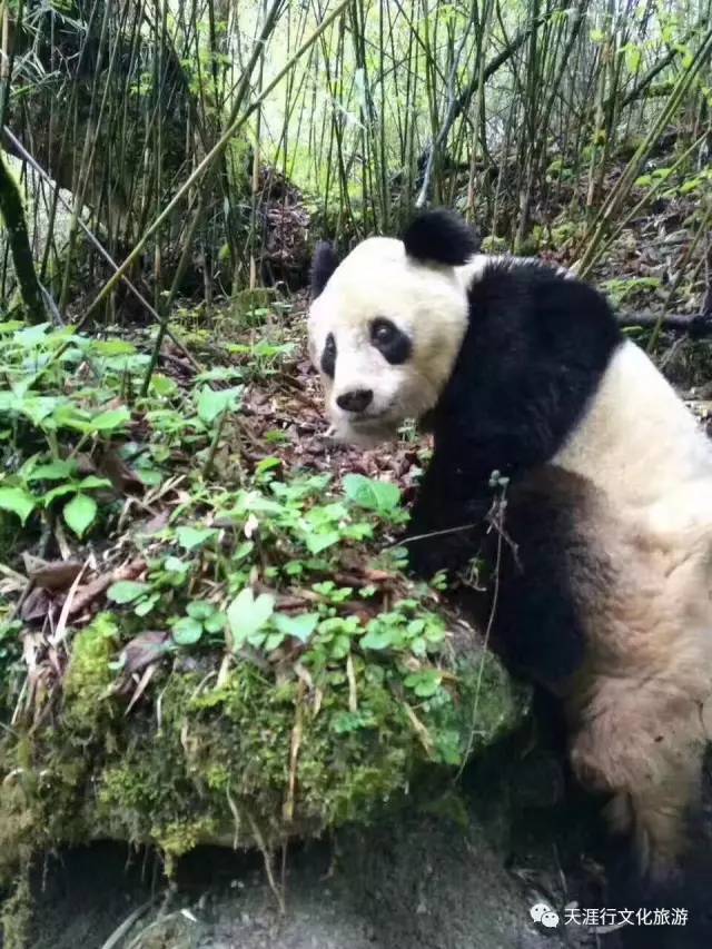 大川河"熊猫e站"熊猫走廊环境保护义工俱乐部招募公告