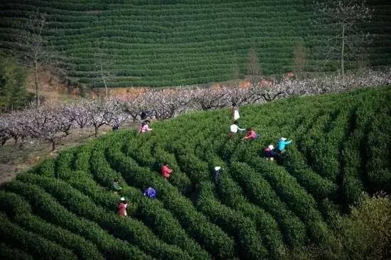 湖州妙山村千年古道探寻茶禅一味