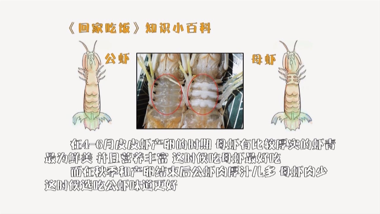 如何区分皮皮虾公母? 2.