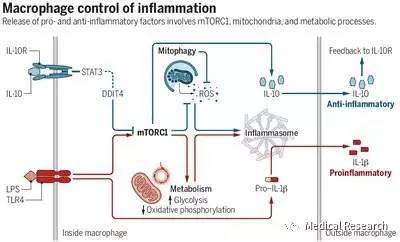巨噬细胞中il10的抗炎机制