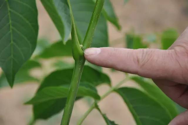 掌握核桃花芽分化 年年会丰产