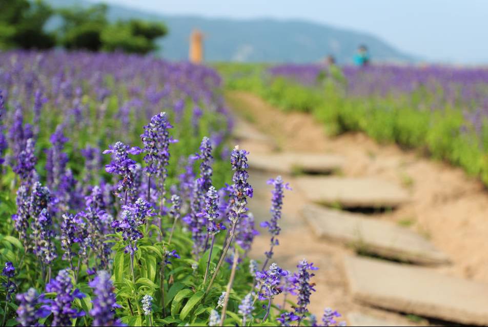 优惠:5月19日当天门票半价 地址:武汉市黄陂区双泉村(大余湾景区对面