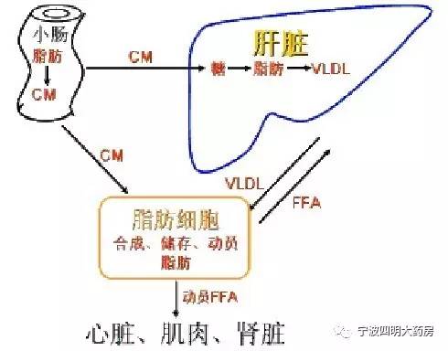 肝脏的代谢功能是什么