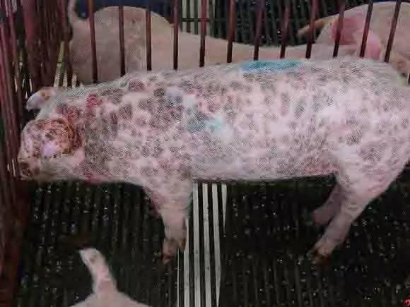 猪圆环病毒,猪高致病性蓝耳病混合感染