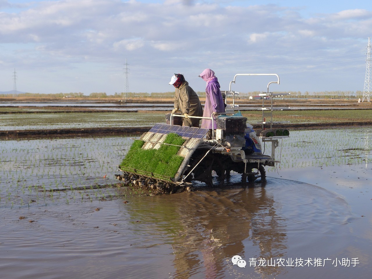 【当前生产】水稻移栽技术标准及插秧机作业技术规范