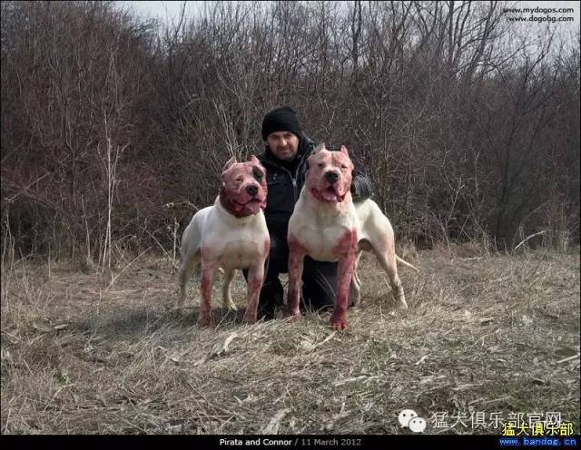 杜高犬来自阿根廷,肩高能达到70,体重90斤左右.