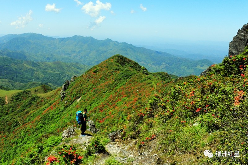 漫山遍野的杜鹃花高登山远眺正在维护中的普照寺高登山下森林与草地