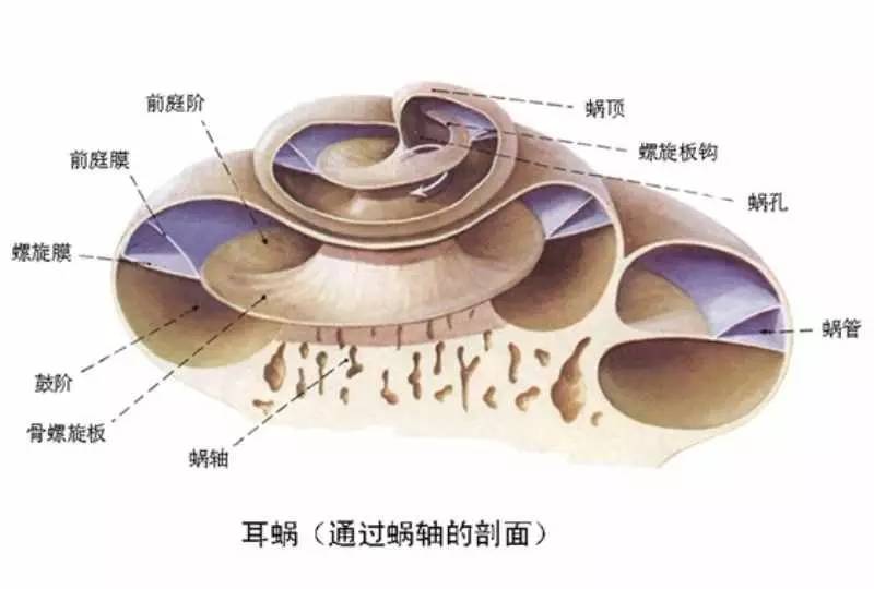 嵌套于骨迷路的膜迷路分为膜蜗管,膜前庭和膜半规管.