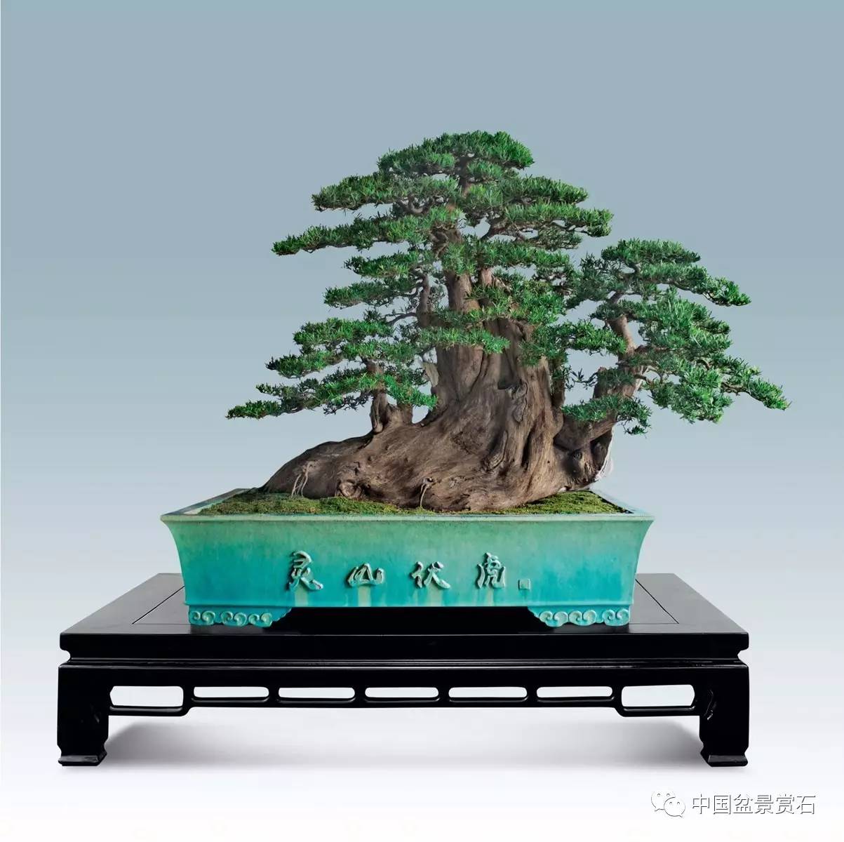 山松 高160cm 黎炽雄藏品  2016中国唐苑第四届唐风盆景展三等金奖