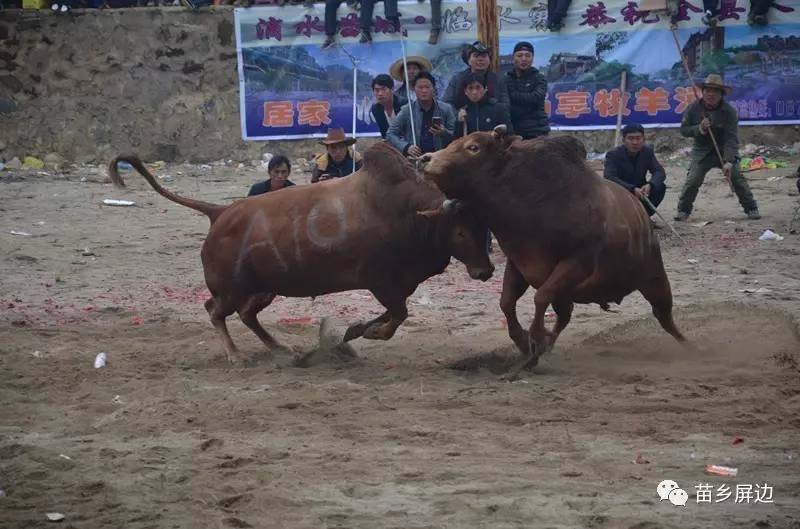 屏边端午节斗牛争霸赛增添新亮点