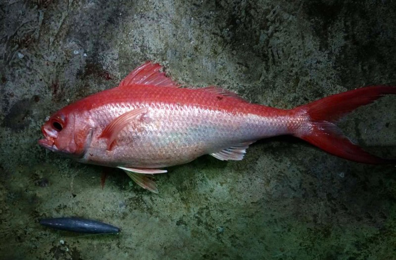 rubricaudus)为金眼鲷科拟棘鲷属的鱼类,俗名棘鲷,红尾冬,红尾鸟