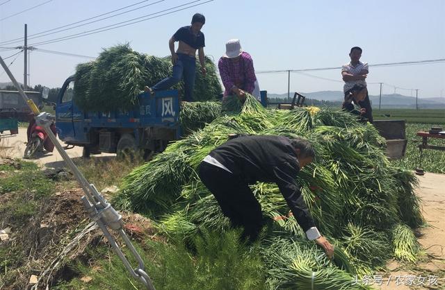 侃爷眼中的珍宝，一株小麦竟卖三百元