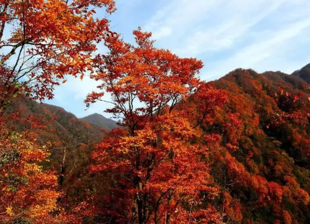 地址:巴中市南江县光雾山镇光雾山