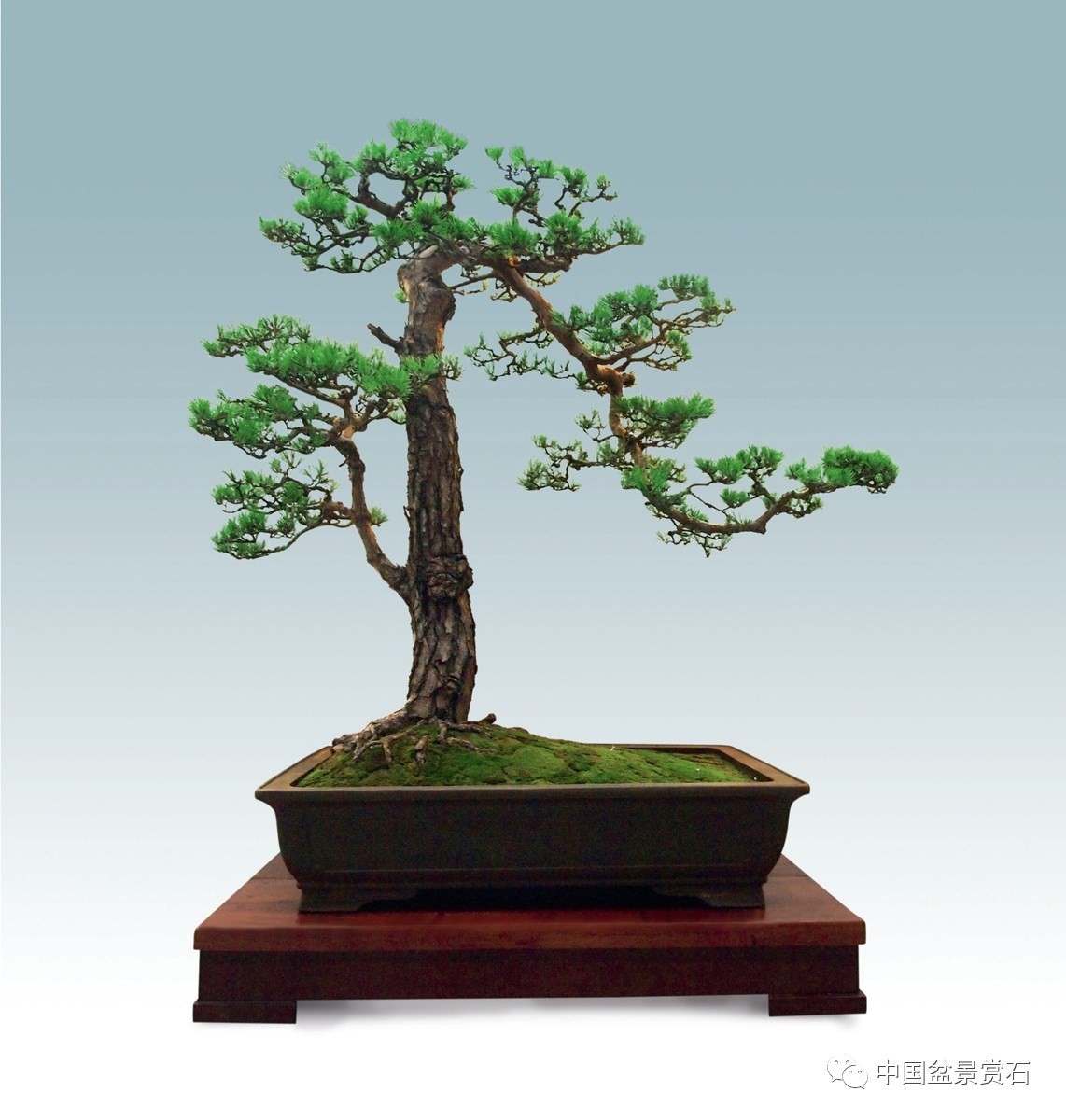 高80cm如皋花木大世界藏品  2016中国唐苑第四届唐风盆景展三等金奖