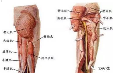 半腱肌和半膜肌,比目鱼肌,跖肌膝部外侧疼痛:股外侧肌,臀小肌,阔筋膜