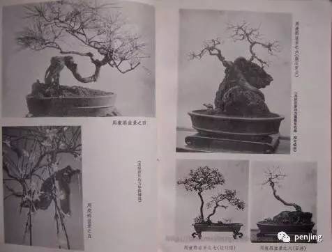 周瘦鹃(1895——1868)遗作旧时的日式盆景中日盆景的发展对比