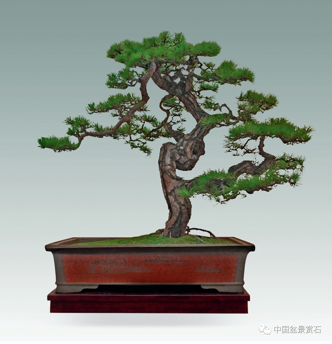 "灵山伏虎" 罗汉松 高140cm 关山藏品