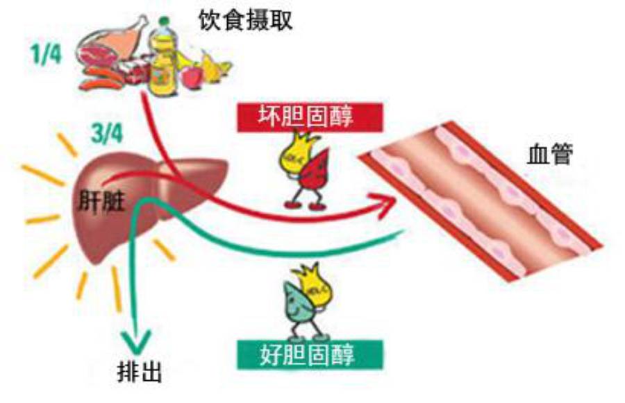 低密度脂蛋白和胆固醇偏高的人在饮食方面有什么需要注意的