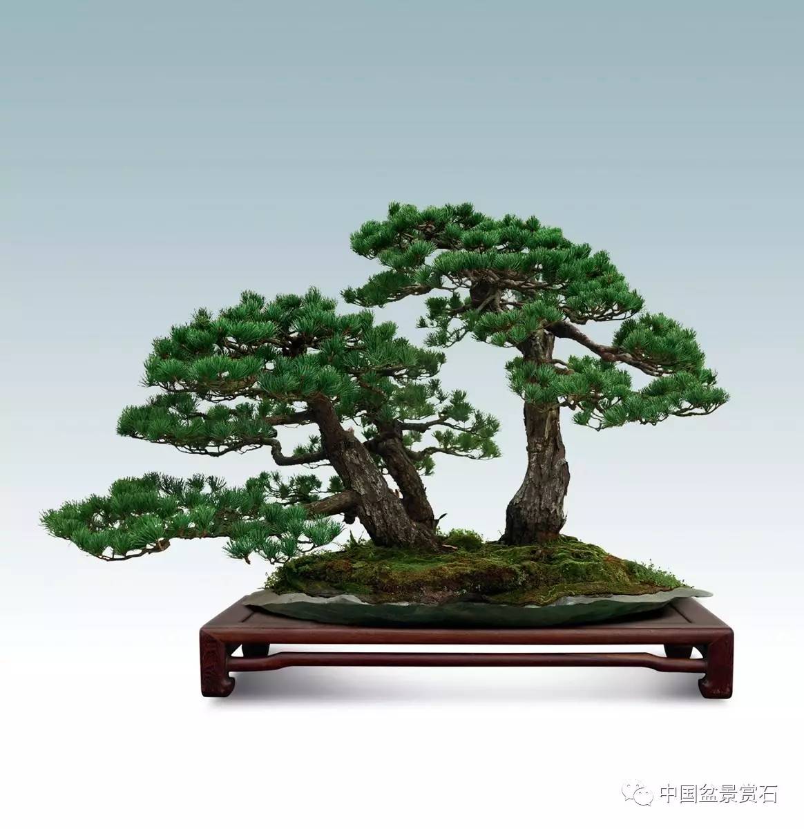 2016中国顶级 松树盆景 这里看