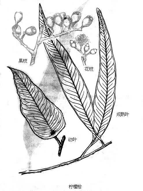 以下是硬货时间: 美国  repel lemon eucalyptus柠檬桉叶油天然驱蚊液