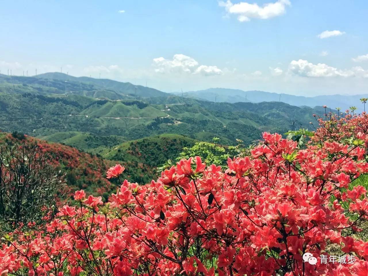 漫山遍野的映山红