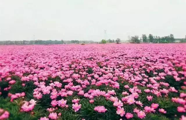站在偌大的芍药园中,一眼望不见边, 一朵朵粉色的花儿在和煦的轻风里