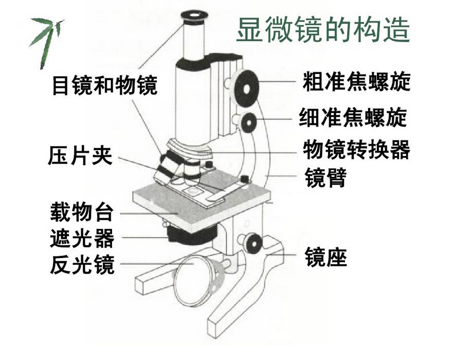 显微镜操作