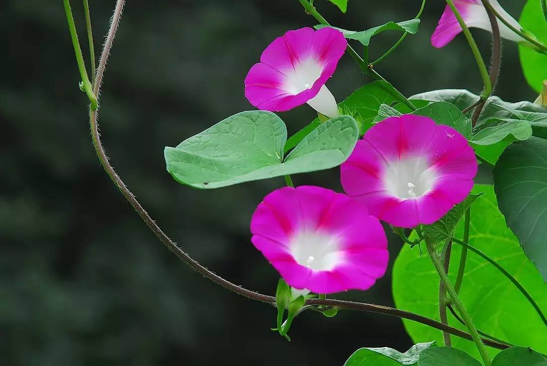 鹧鸪天·牵 牛 花 杜天明 少女相思不识闲,婷婷袅袅荡秋千.