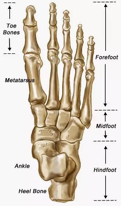 3 大拇指为两块骨头组成;近端第一趾骨以及远端的第一趾骨;2.
