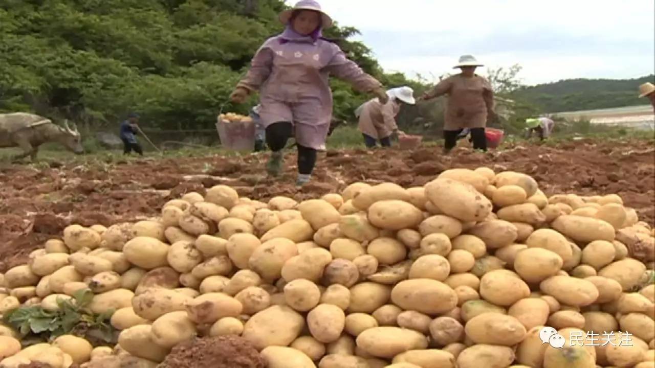 在砚山县江那镇铳卡村马铃薯种植基地,这里的140亩马铃薯已成熟待采挖