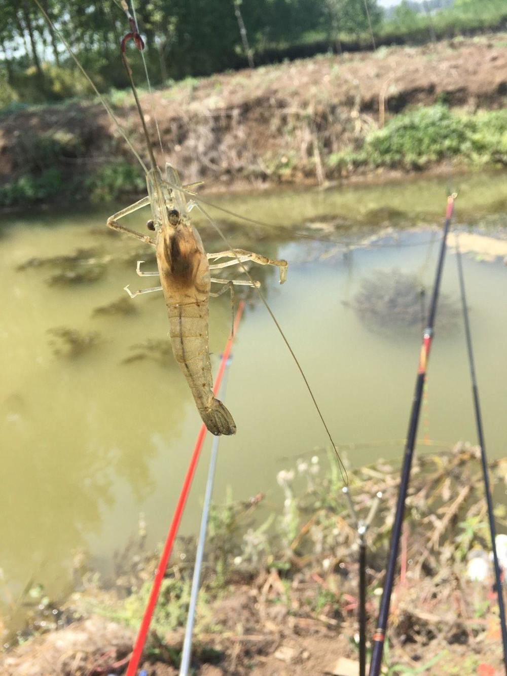 虾是我自己钓的,鱼也是钓的,很多人误以为我是用虾子做饵来钓鱼,哈哈!