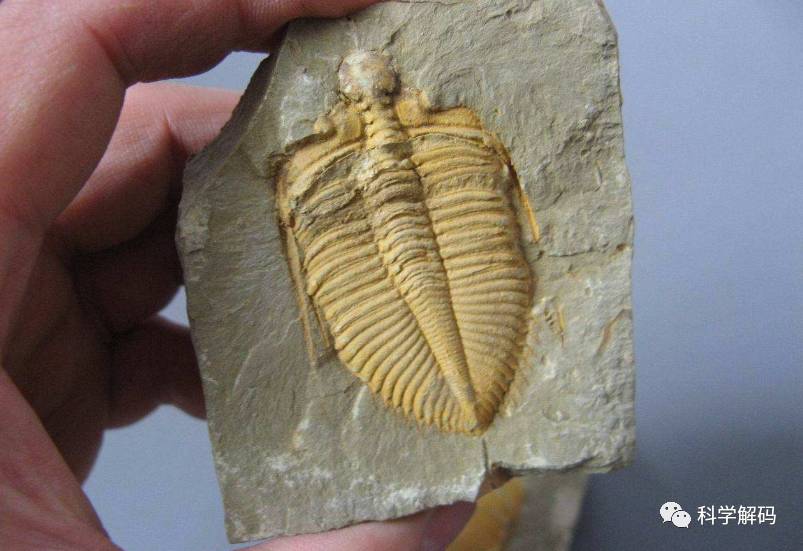 中国科学家发现寒武纪标志生物三叶虫"现世亲属"