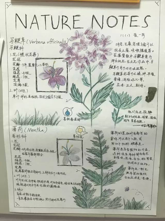 科技节系列活动丨走进植物的世界绘制我的自然笔记