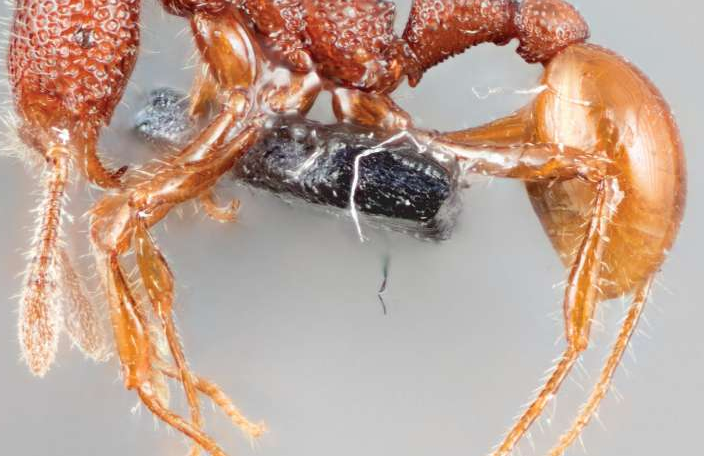 最近科学家在新加坡发现一个稀有品种的蚂蚁,起名叫"霸王龙蚂蚁".