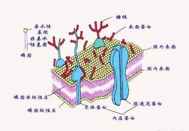 真菌多糖与健康的关系