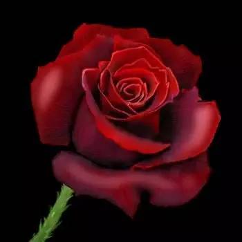 今天5月20日,送你52朵玫瑰,太美太漂亮了,放到