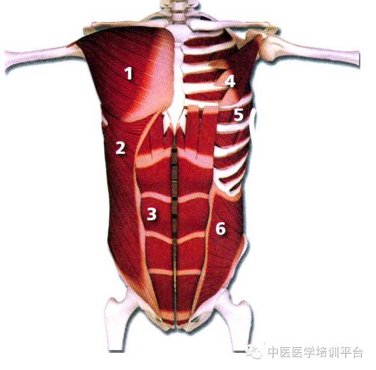 斜方肌2.棘上韧带 3.背阔肌4.胸腰筋膜 5.骶结节韧带 上图说明:1.