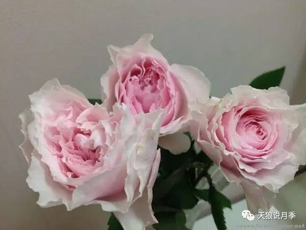 美咲抚子为美咲的芽变品种,在美咲花艳浓香的基础上,美咲抚子进一步