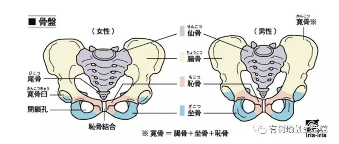 有树瑜伽骨盆矫正私教课程