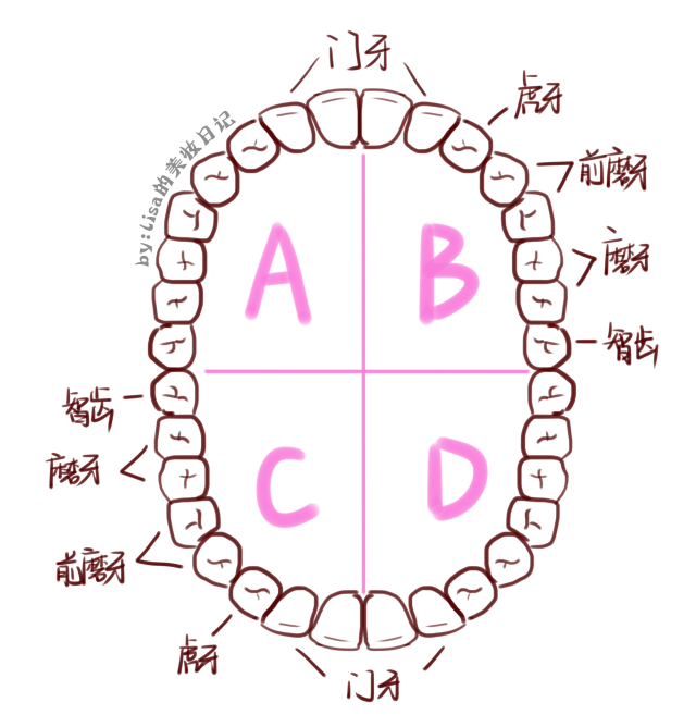 牙齿基本上分为三个面:咬合面,内侧和外表面,当然每个面刷牙的姿势