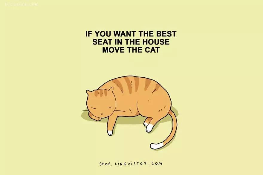 你需要的无非是爱和一只猫