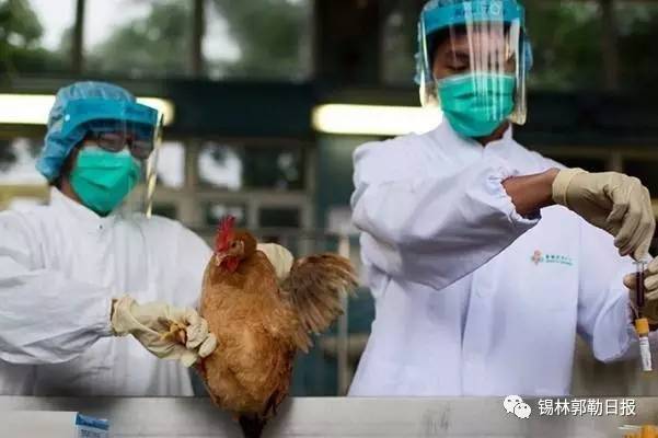 【头条】二连人注意！锡盟严防H7N9疫情！