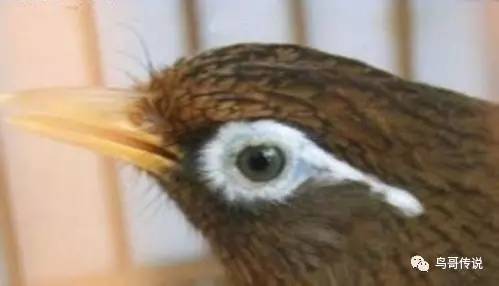 长有盘龙爪的画眉鸟在打滚笼时,爪功特别好,基本上是使用"双抱头"的